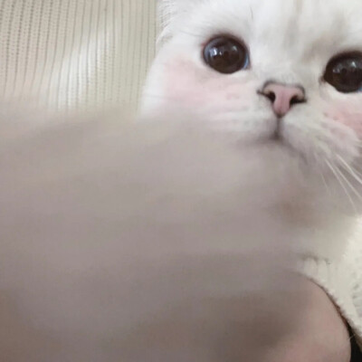 小猫头像