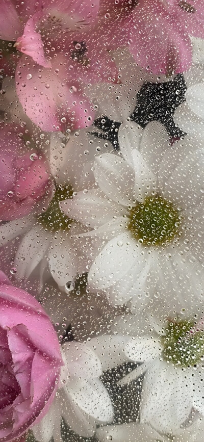 水珠花朵壁纸2.0