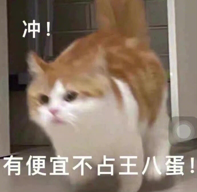 猫咪 表情包