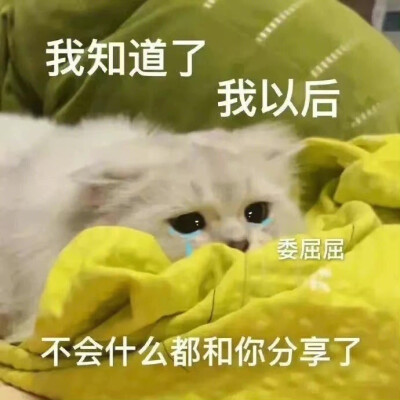 猫咪 表情包