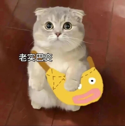 猫咪 表情包