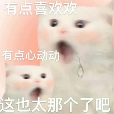 猫咪 表情包