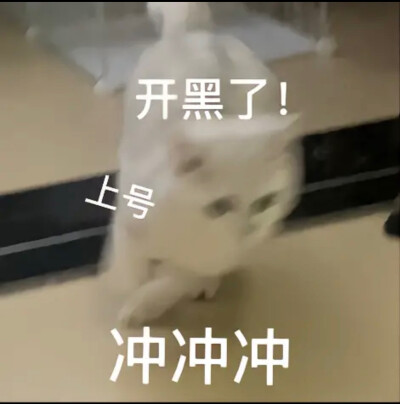 猫咪 表情包