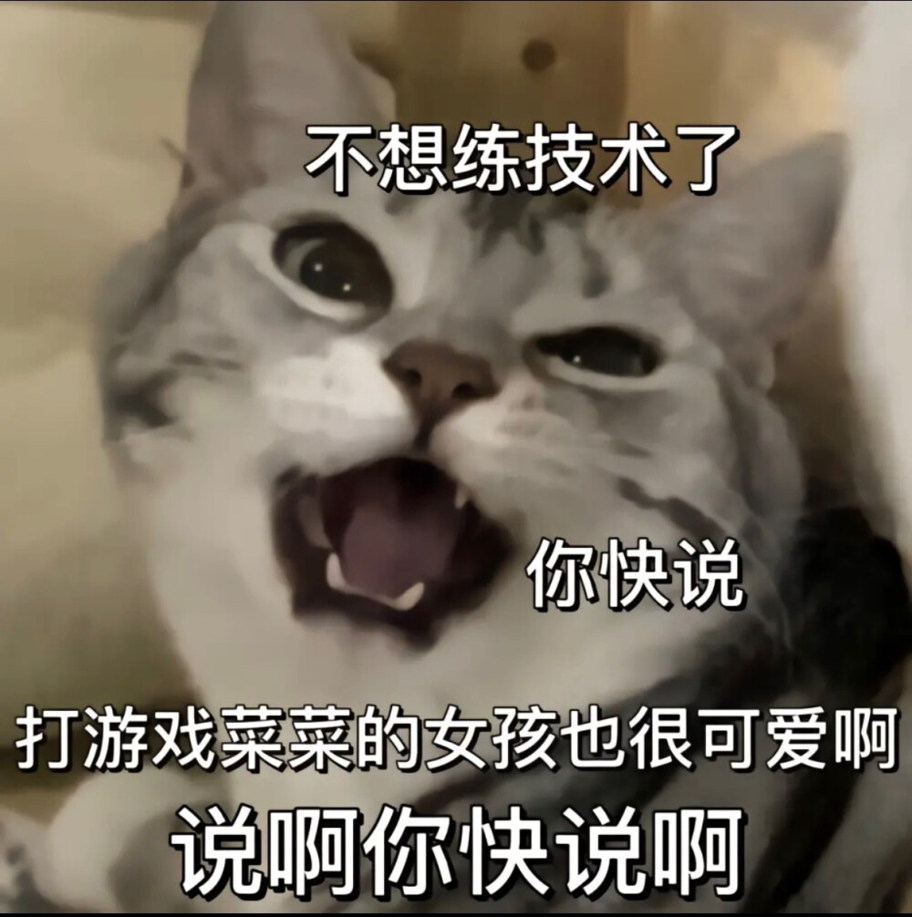 猫咪 表情包