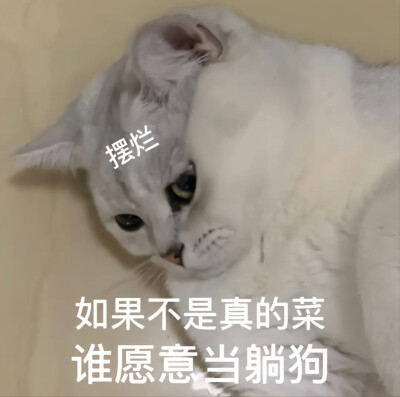 猫咪 表情包