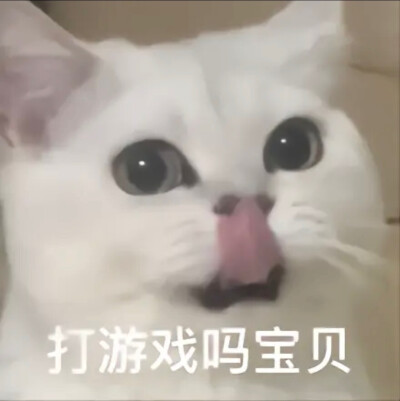 猫咪 表情包