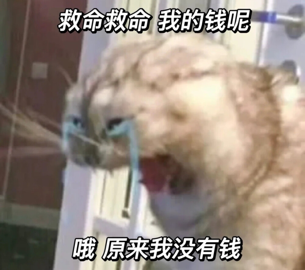 猫咪 表情包