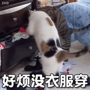 猫咪表情包