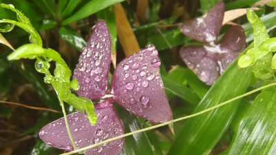 吉安随拍：紫色的酢浆草 叶形似“蝴蝶”