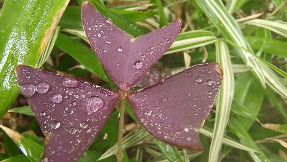 吉安随拍：紫色的酢浆草 叶形似“蝴蝶”