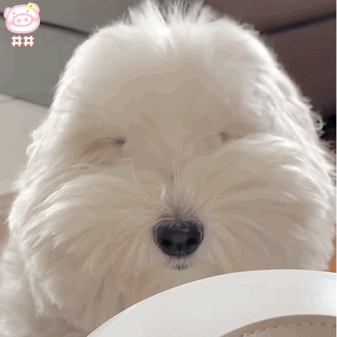 狗狗表情包动图 可爱的表情包 - 高清图片，堆糖，美图壁纸兴趣社区