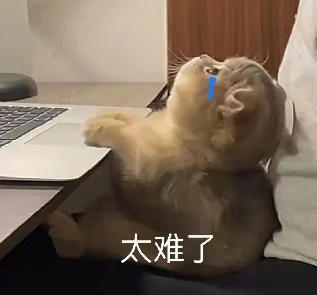 猫猫表情包