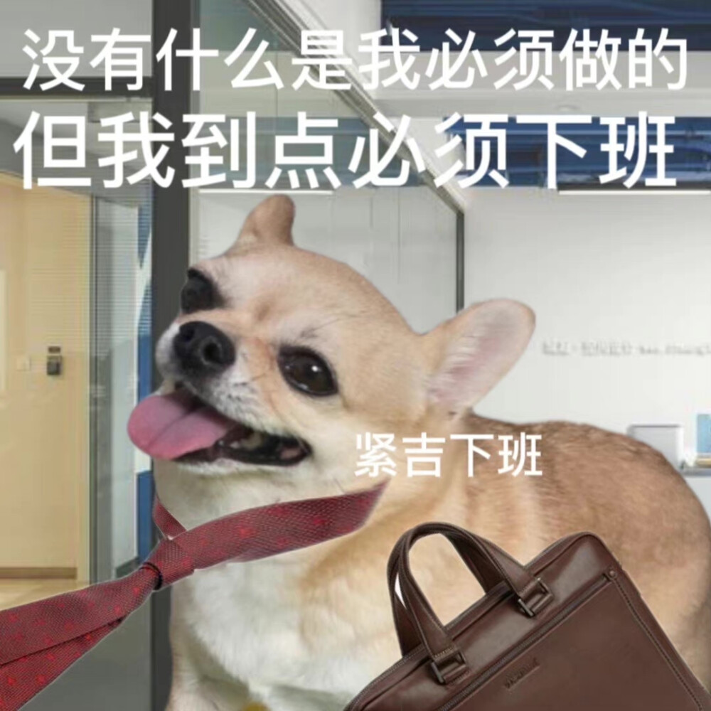 吉娃娃 表情包