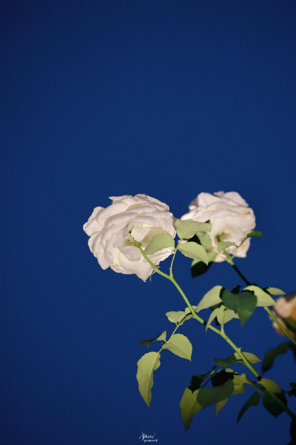 于凛冬绽放
蓝色壁纸︱侵删