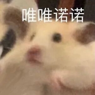 鼠鼠表情包