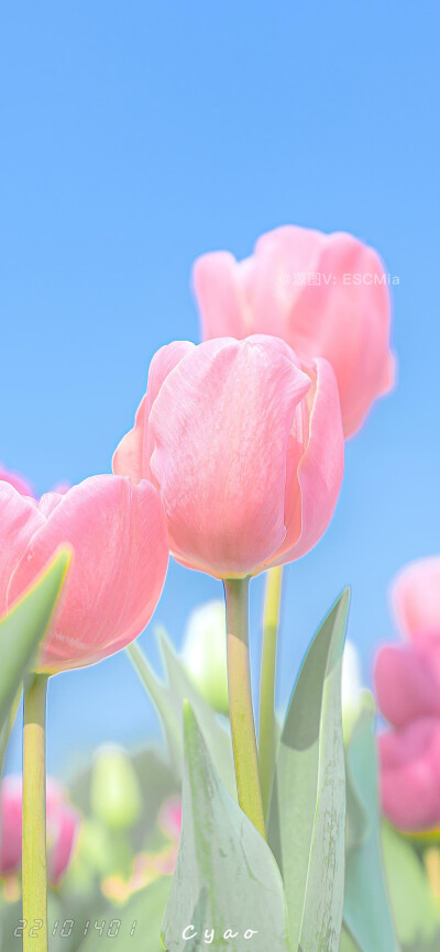 Share｜鲜花系列壁纸
-
人生海海，山山而川，不过尔尔。