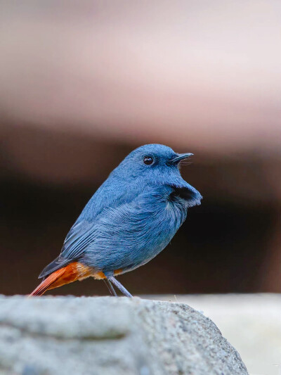 红尾水鸲（Phoenicurus fuliginosus）
