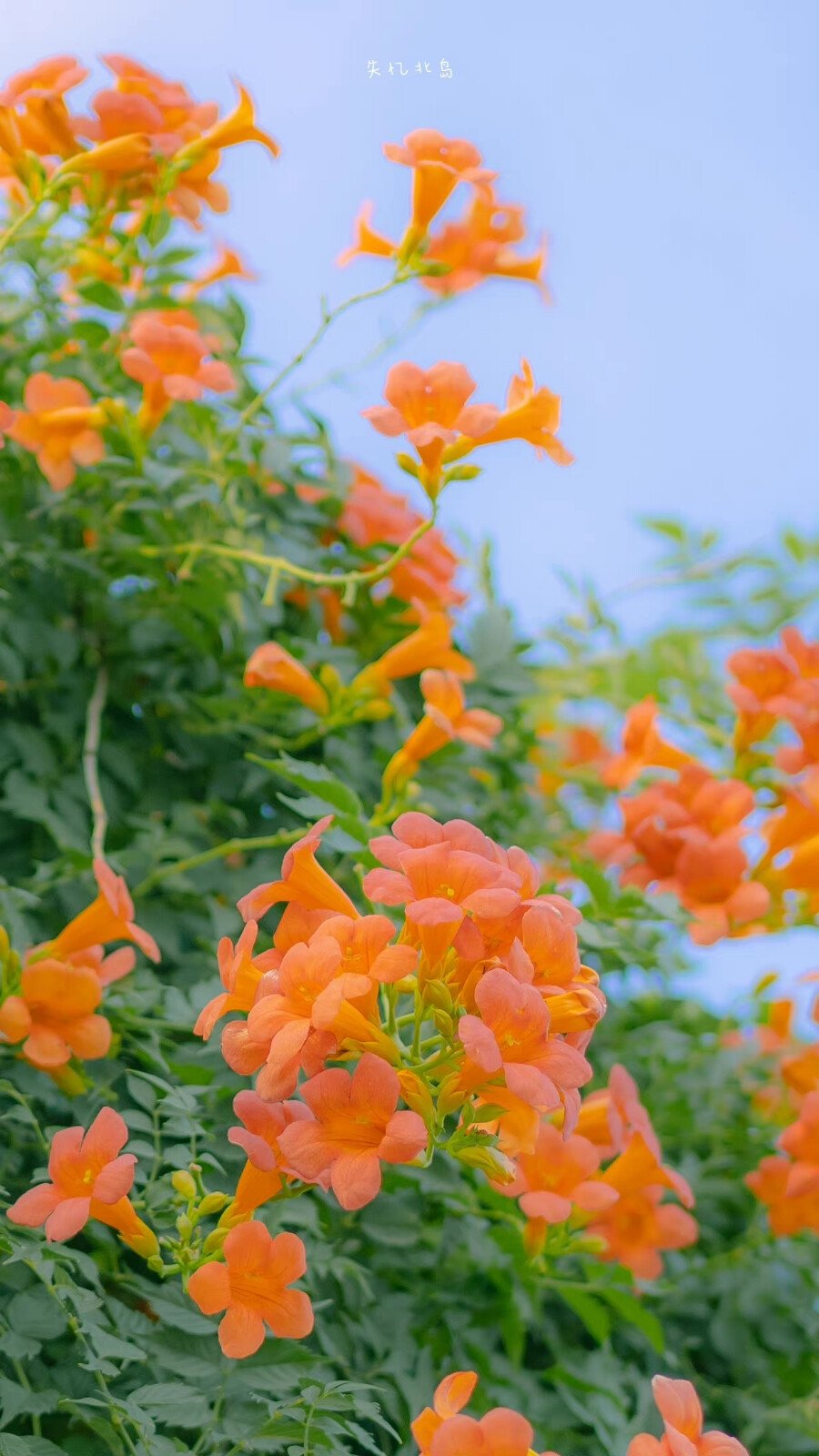 ❤️唯美手机壁纸❤️
图源：失忆北岛