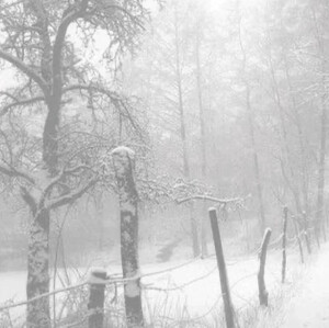 他日若是同淋雪 此生也算共白头