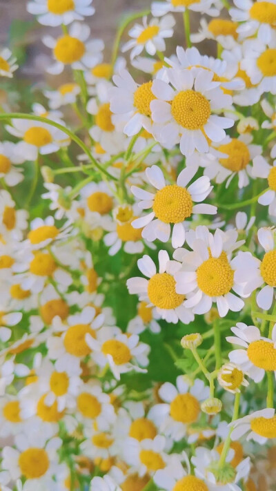 “岁月如花，笑看花开，静赏花落”
图片来源于豆瓣