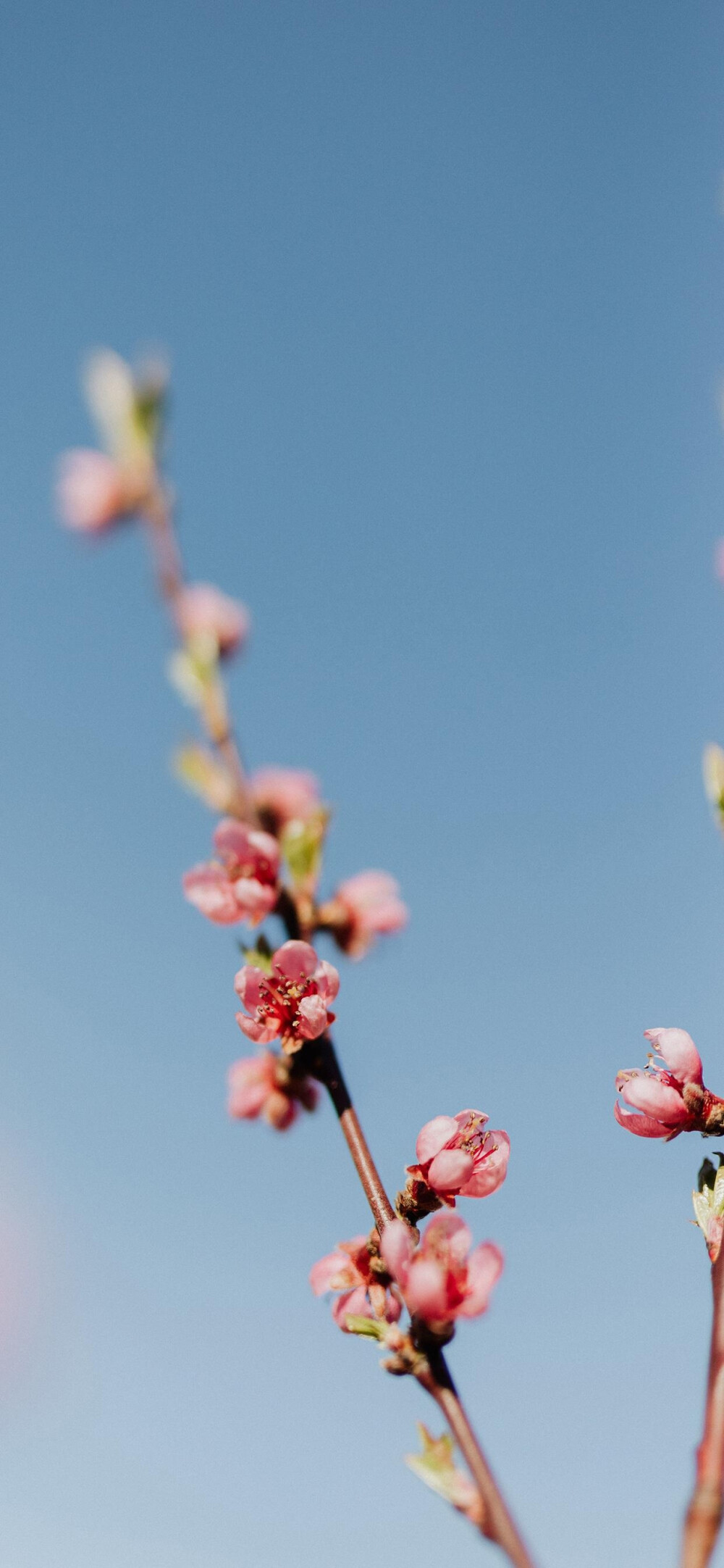 花壁纸