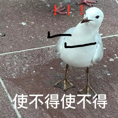 表情包