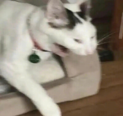 猫咪 搞怪 头像