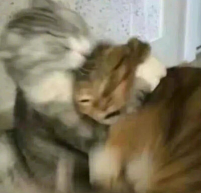 猫咪 搞怪 头像