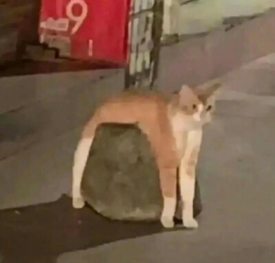 猫咪 搞怪 头像