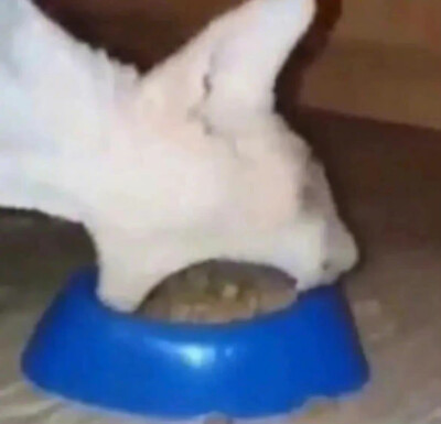 猫咪 搞怪 头像