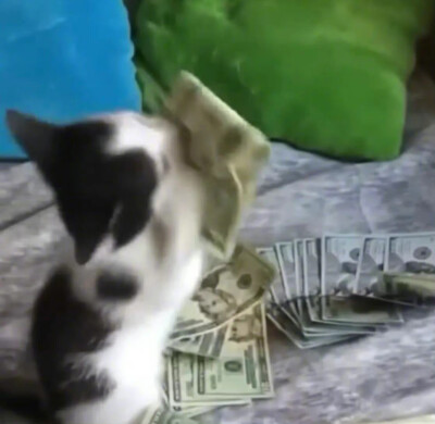 猫咪 搞怪 头像