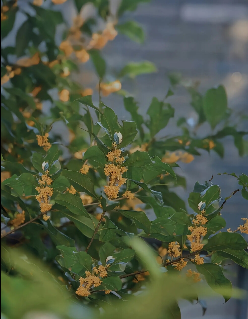 桂花壁纸