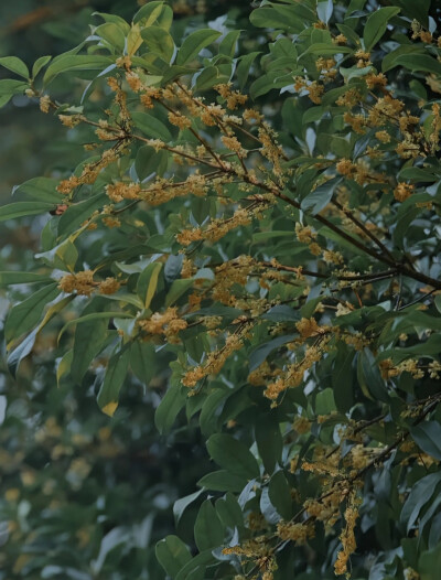 桂花壁纸