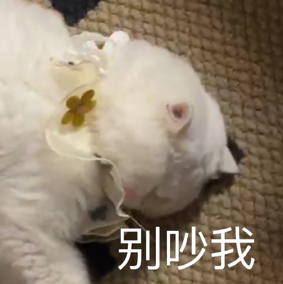 猫咪表情包
