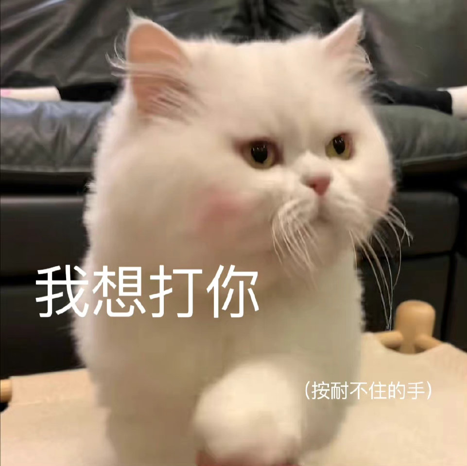 猫咪表情包
