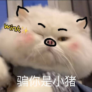 猫咪表情包
