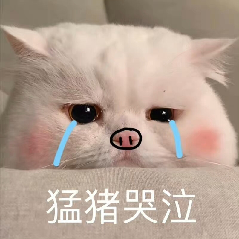 猫咪表情包
