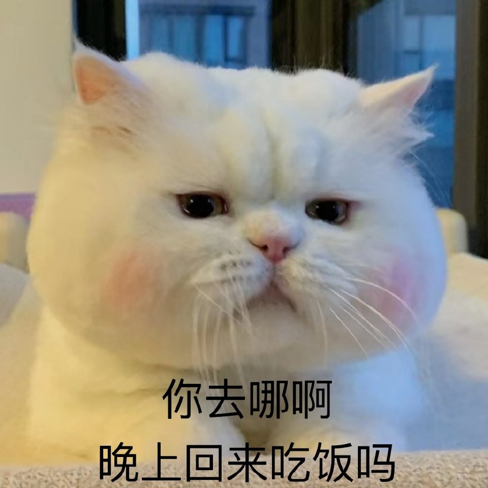 猫咪表情包
