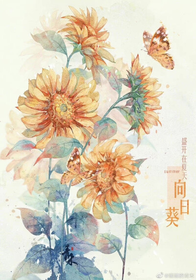 花卉插画