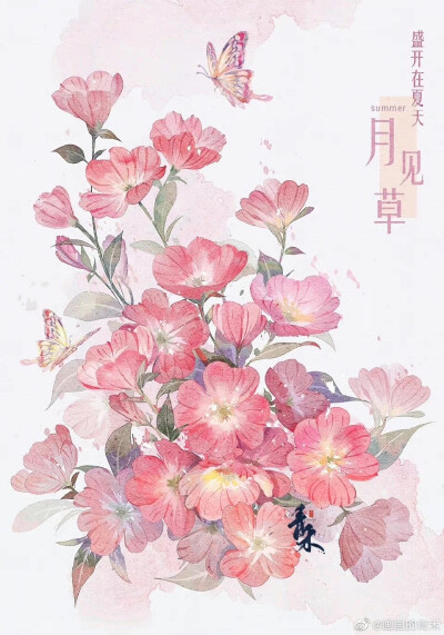 花卉插画