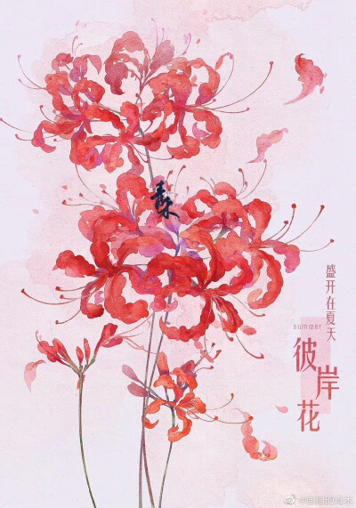 花卉插画