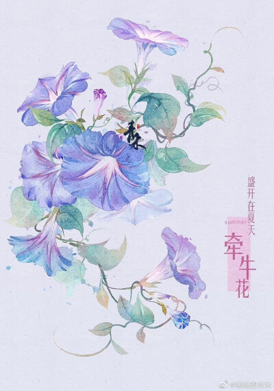 花卉插画