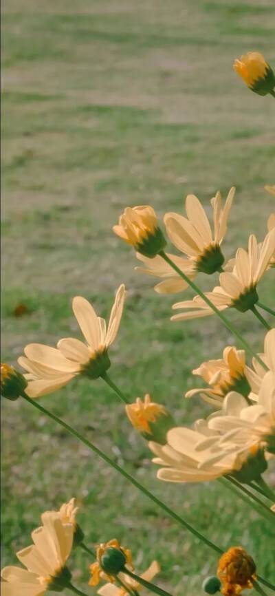 治愈系风景花卉壁纸