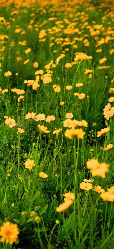 治愈系风景花卉壁纸