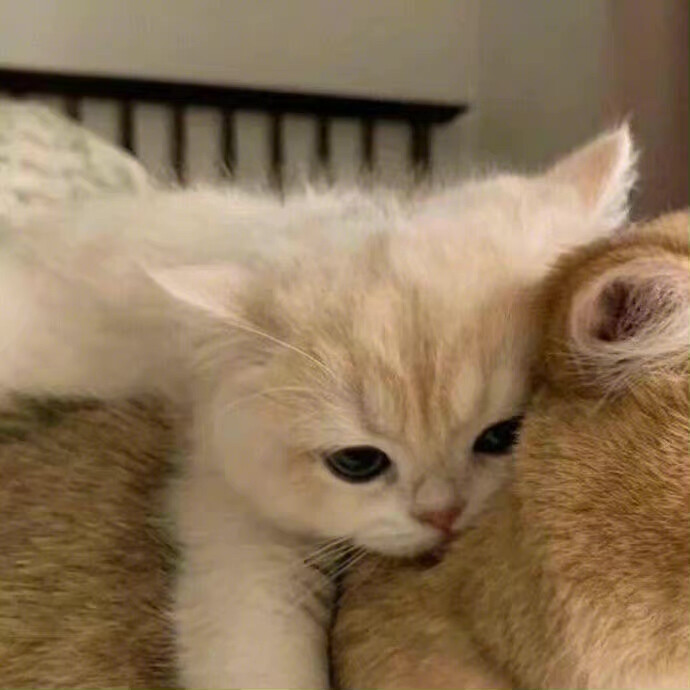 猫狗情侣头像 太可爱了吧！