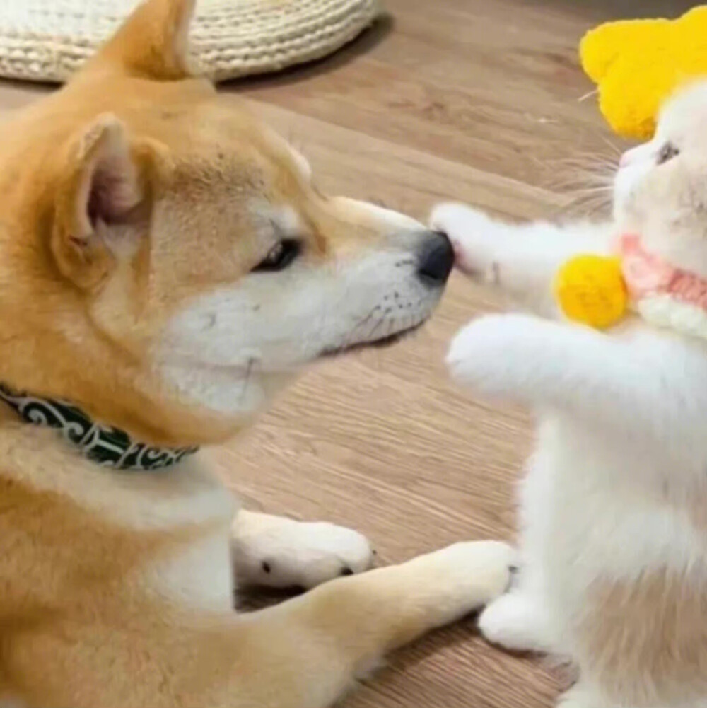 猫狗情侣头像 太可爱了吧！