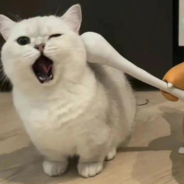 猫狗情侣头像 太可爱了吧！