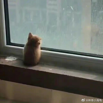 小猫头像