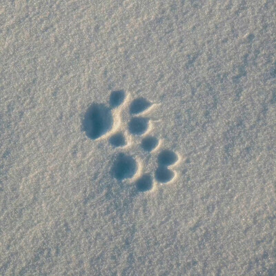 可爱雪天头像