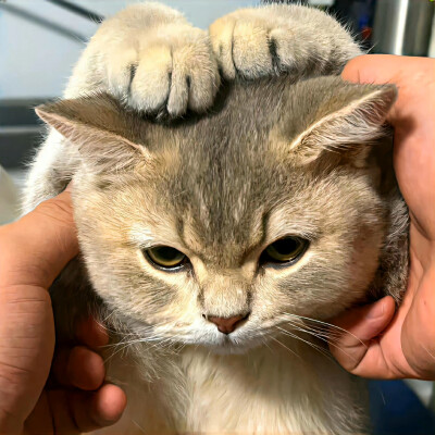 猫咪头像
